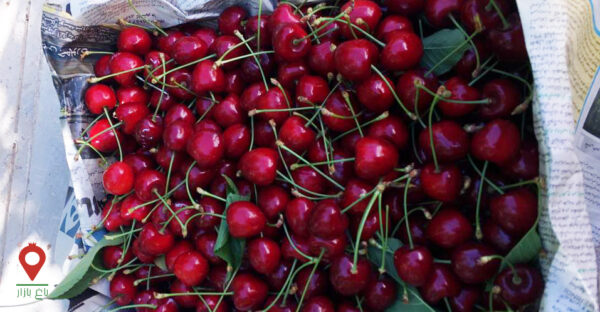 گیلاس دماوند