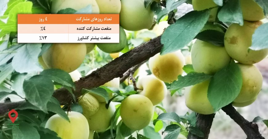 باغ بازار مشارکتی آلو قطره طلا
