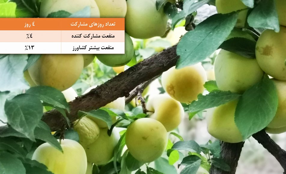 باغ بازار مشارکتی آلو قطره طلا