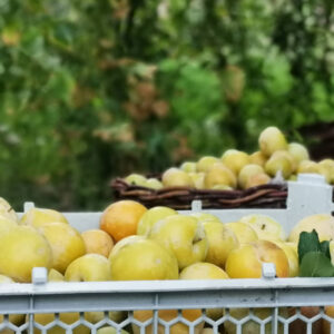 باغ بازار آلو قطره طلا