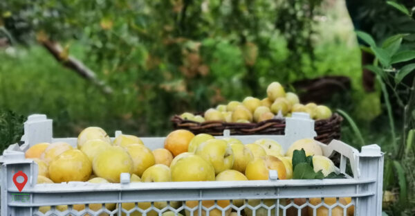 باغ بازار آلو قطره طلا باغ بازار آلو قطره طلا