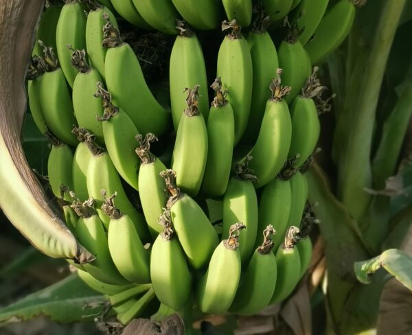 موز ایرانی موز ایرانی