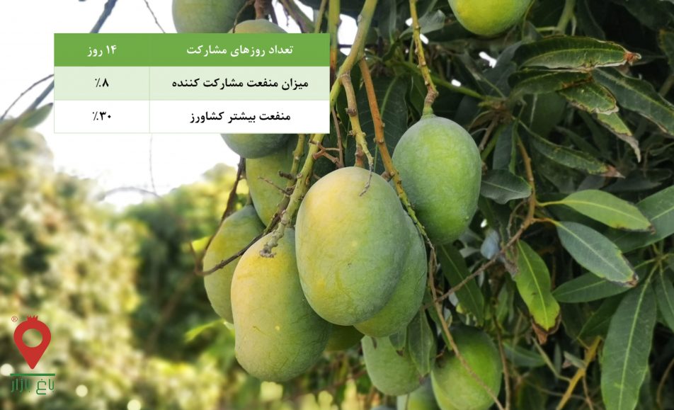 انبه صدابهار