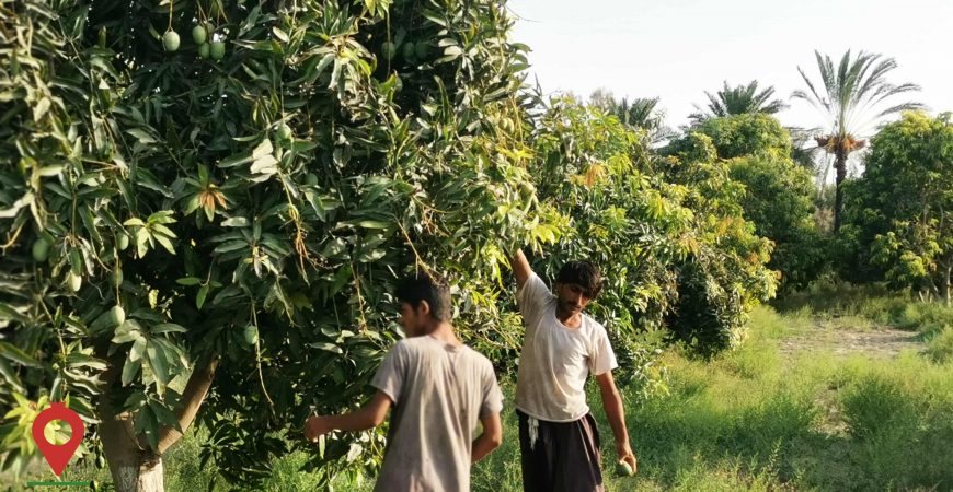 انبه چابهار