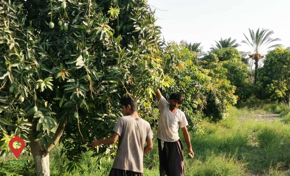 انبه چابهار