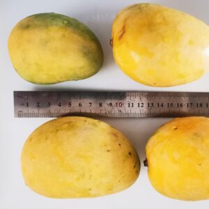 انبه صدابهار