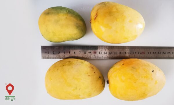 انبه صدابهار انبه صدابهار