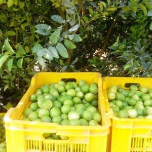 لیموترش منوجان