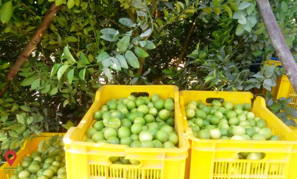 لیموترش منوجان