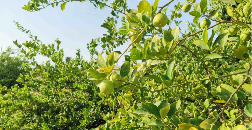 باغ بازار لیموترش