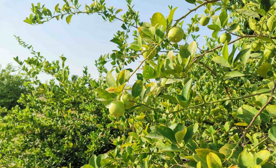 باغ بازار لیموترش