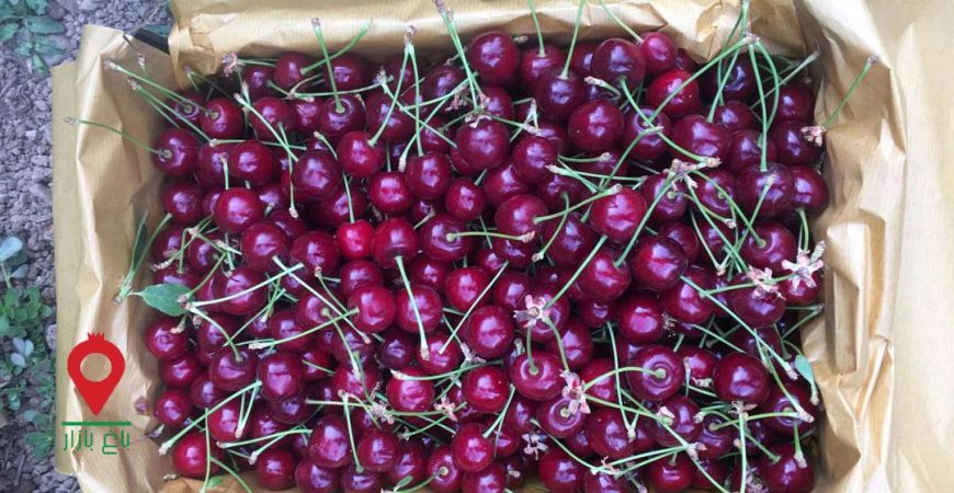 آلبالو گیلاس دماوند