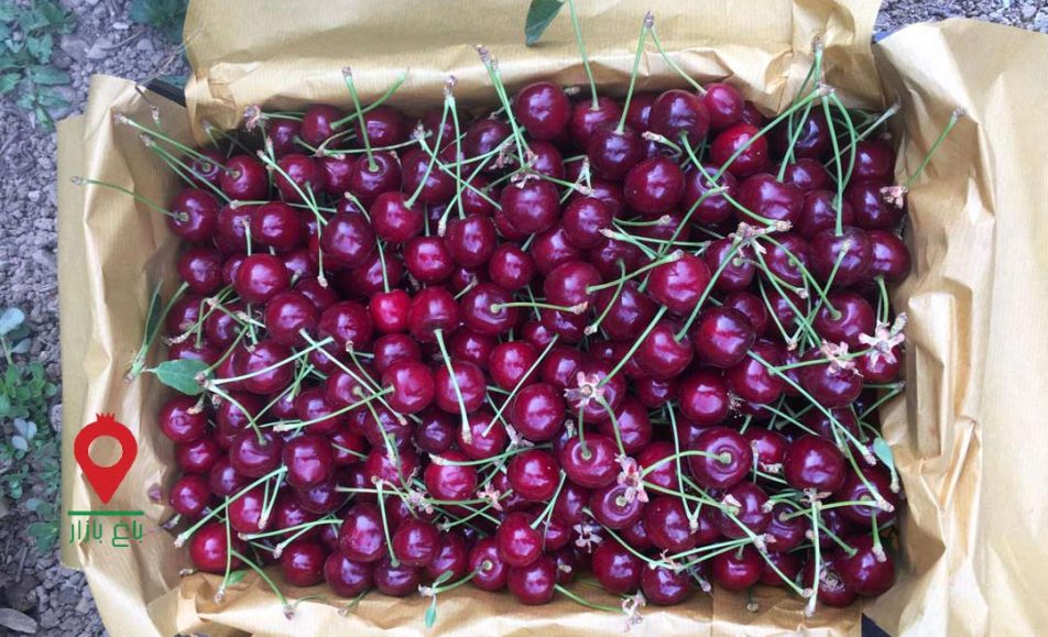 آلبالو گیلاس دماوند