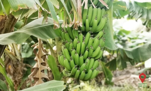 موز ایرانی موز ایرانی