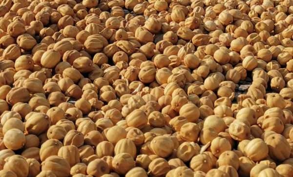 لیمو عمانی لیمو عمانی