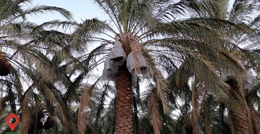 خرما مضافتی بم