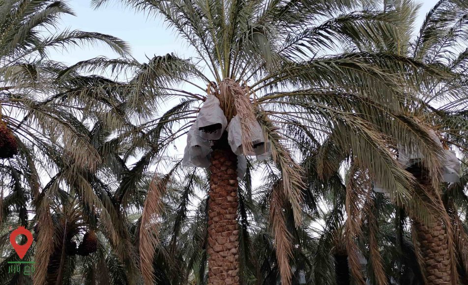 خرما مضافتی بم