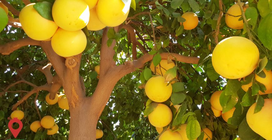 گریپ فروت توسرخ