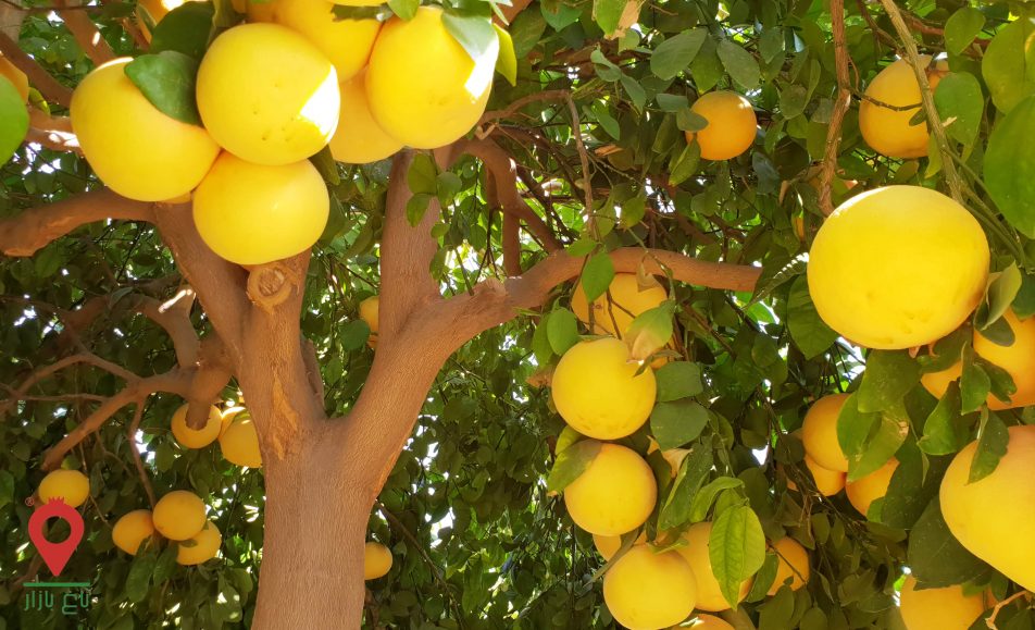 گریپ فروت توسرخ