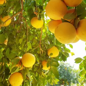 باغ بازار گریپ فروت