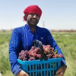 سرمایه‌گذاری در کشاورزی