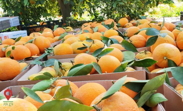 پرتقال رسمی جنوب