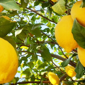 لیمو سنگی جنوب