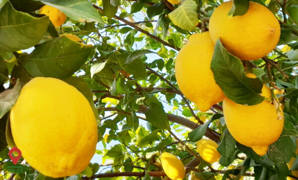 لیمو سنگی جنوب لیمو سنگی جنوب