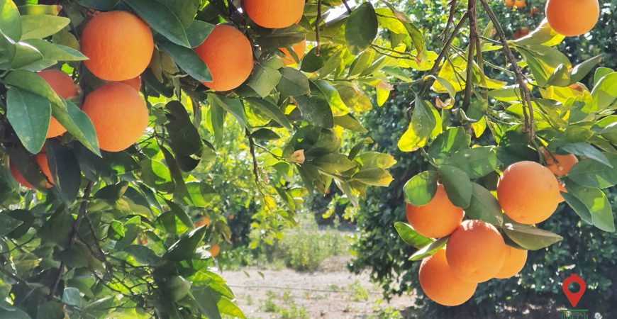 پرتقال رسمی