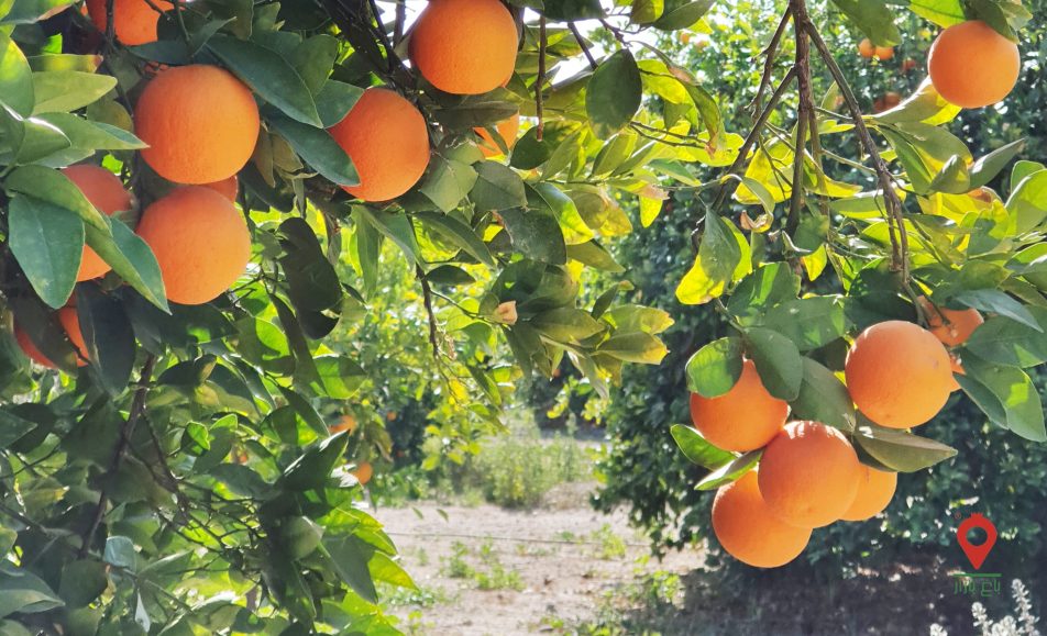پرتقال رسمی