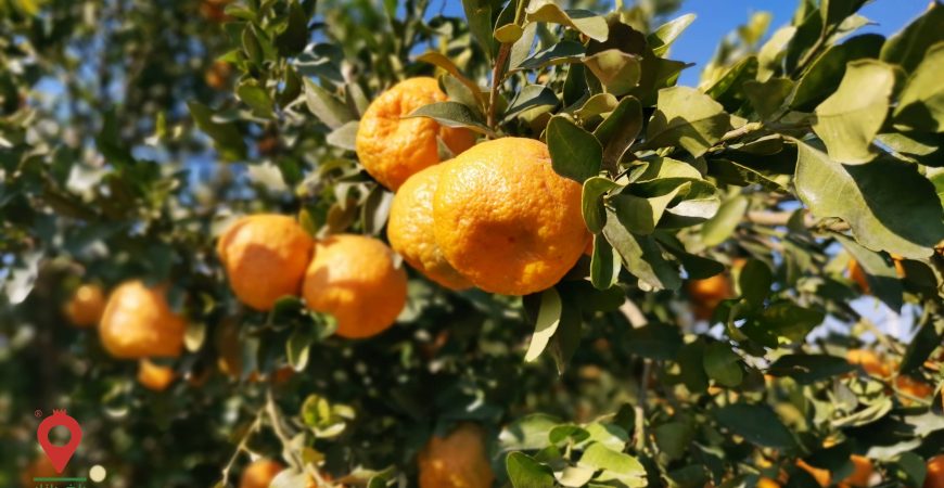 نارنگی محلی جنوب