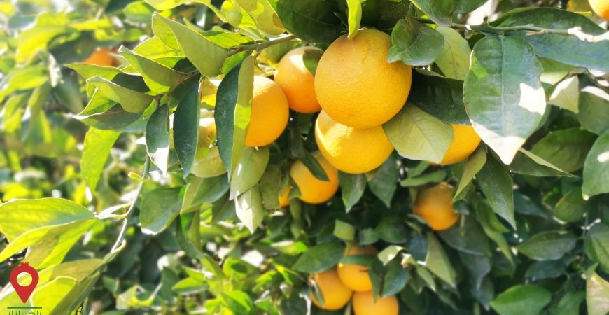 باغ بازار مشارکتی پرتقال