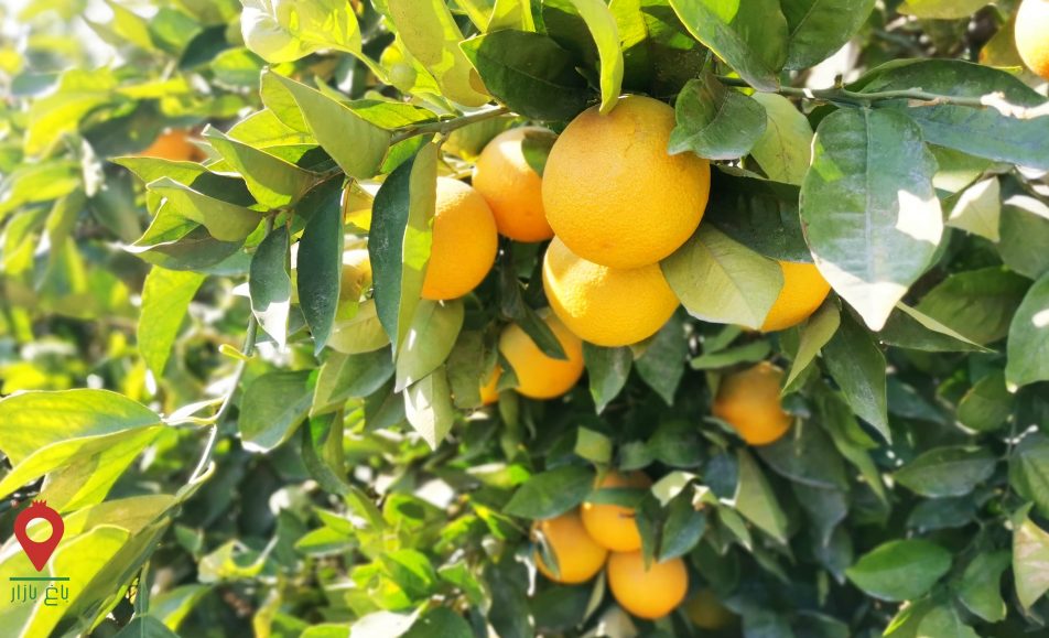 باغ بازار مشارکتی پرتقال