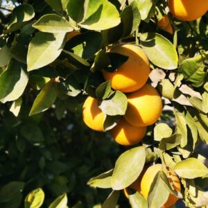 پرتقال جیرفت