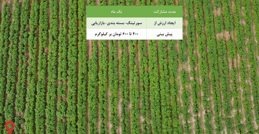 سیب زمینی جیرفت