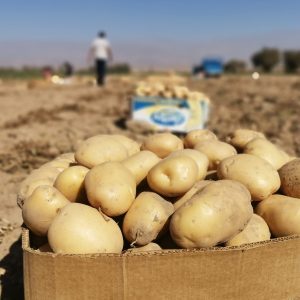سیب زمینی