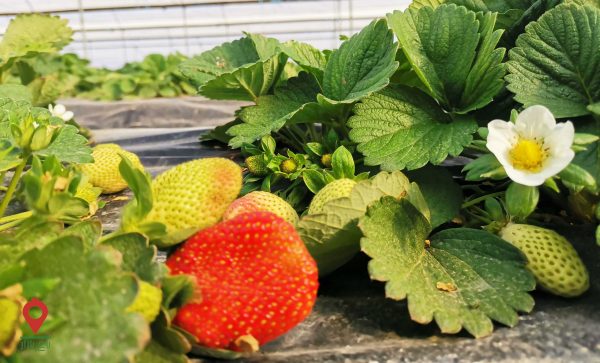 توت فرنگی جیرفت