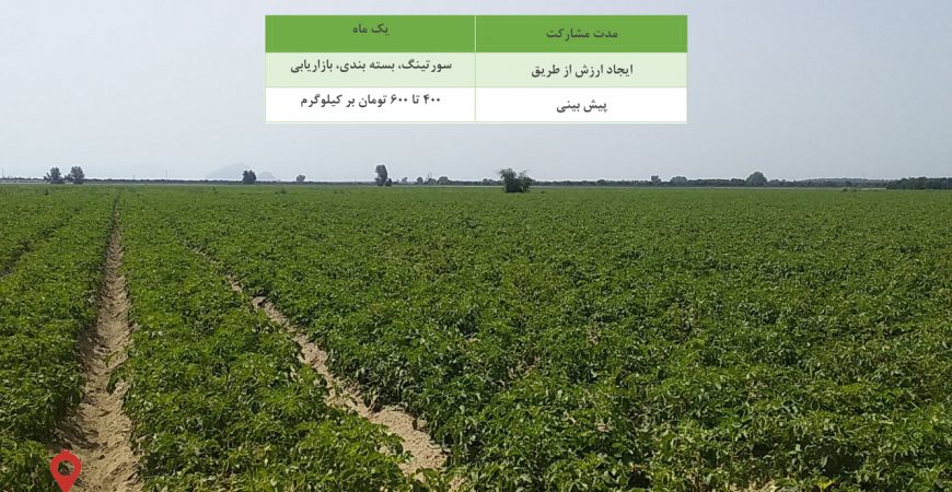 سیب زمینی جیرفت