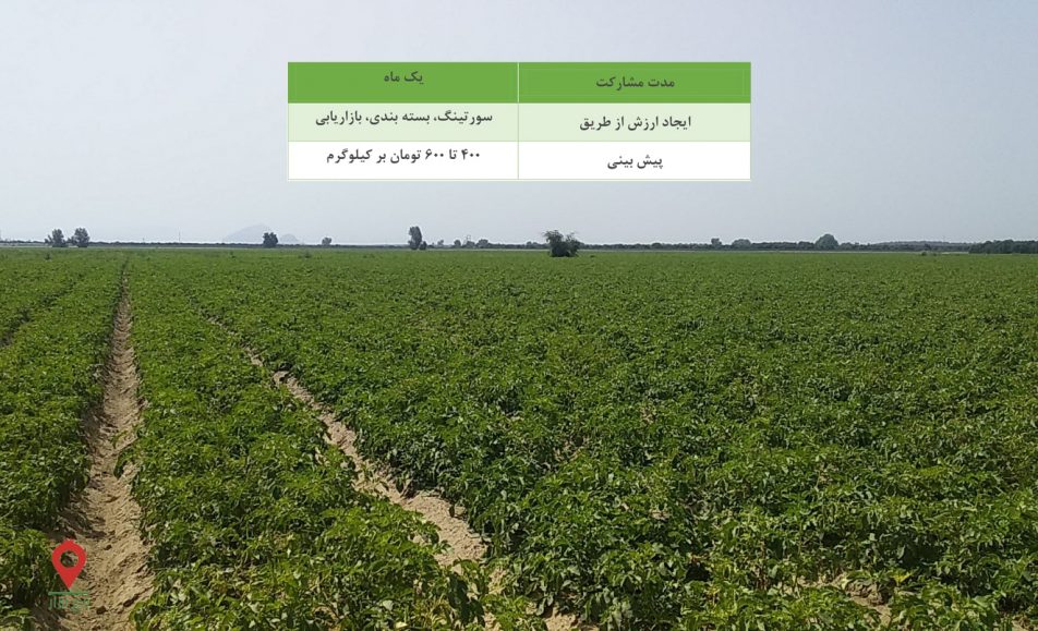 سیب زمینی جیرفت