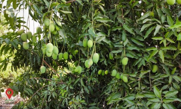 انبه منوجان