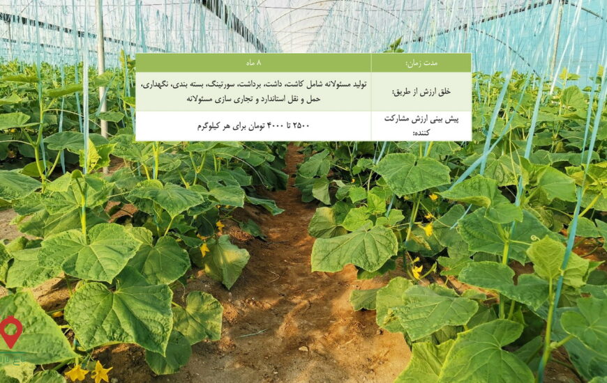 خیار گلخانه ای