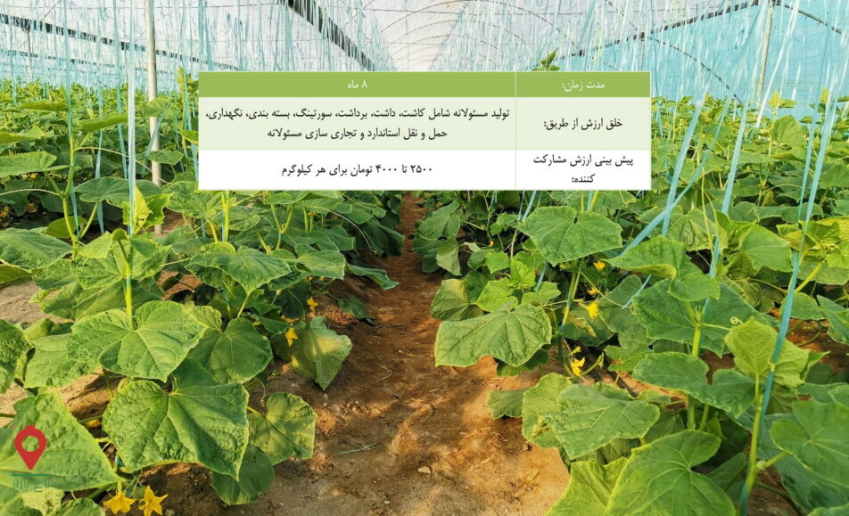 خیار گلخانه ای