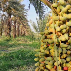 خرما کلوته
