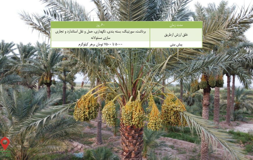 خرما کلوته جیرفت