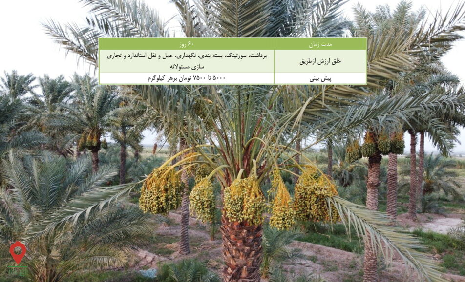 خرما کلوته جیرفت