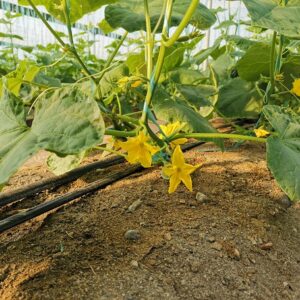 خرید آنلاین خیار گلخانه ای ج