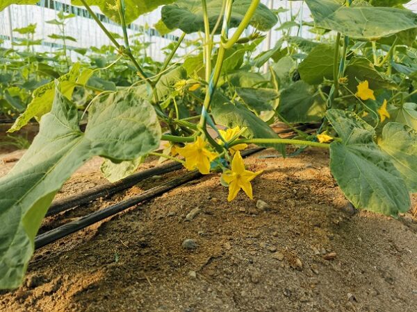 IMG_20201124_143107 (1) خرید آنلاین خیار گلخانه ای ج