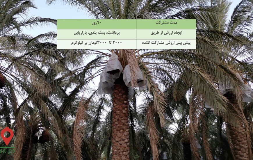 خرما مضافتی