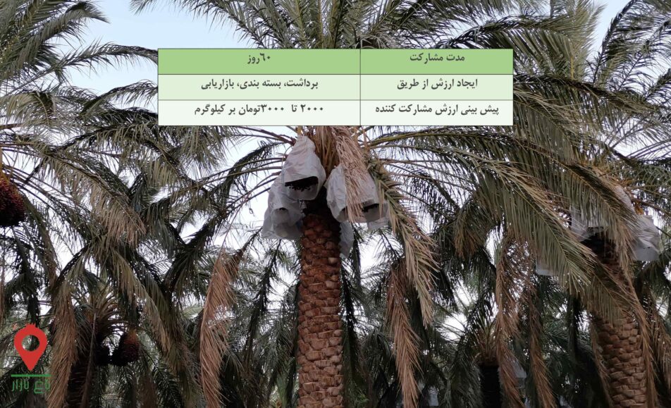 خرما مضافتی