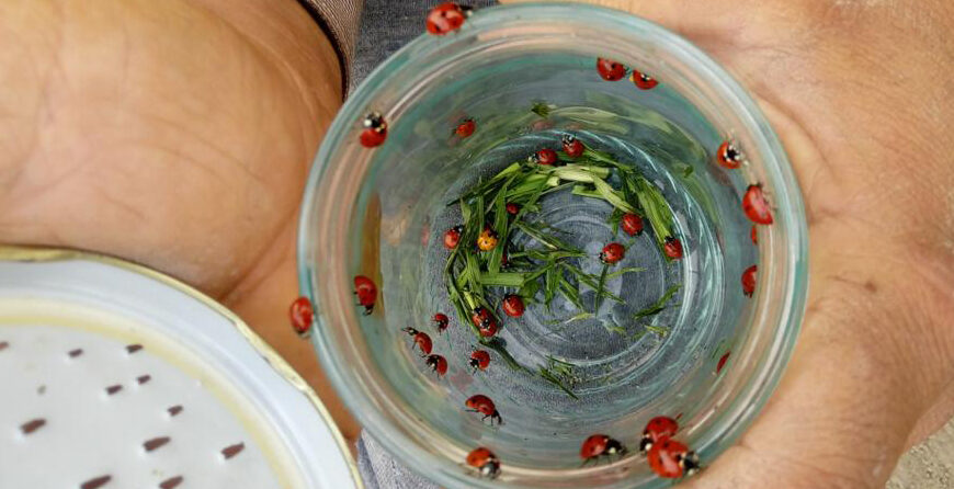 کنترل بیولوژیک